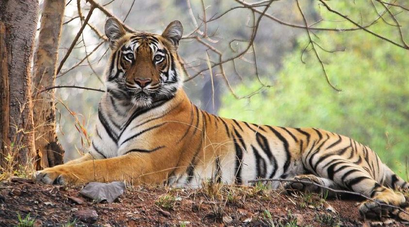 Luxury India Tiger Safari & Cultural Tour